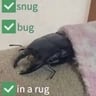 SnugBugInARug62