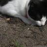 CatEating_Dirt