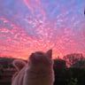 iLovcats